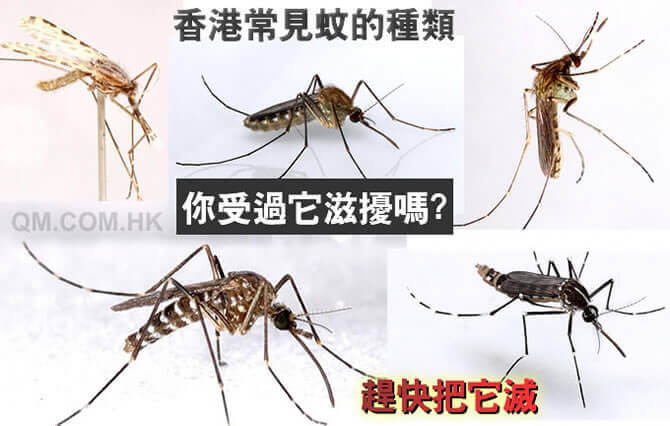 �A �Bmosquito ���A �B�� �A �O �� ���A�O �Ӷ��� MOSQUITO�B�A���J